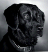blacklab