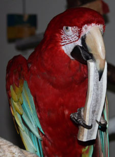 Birds love Top Tine antler chews